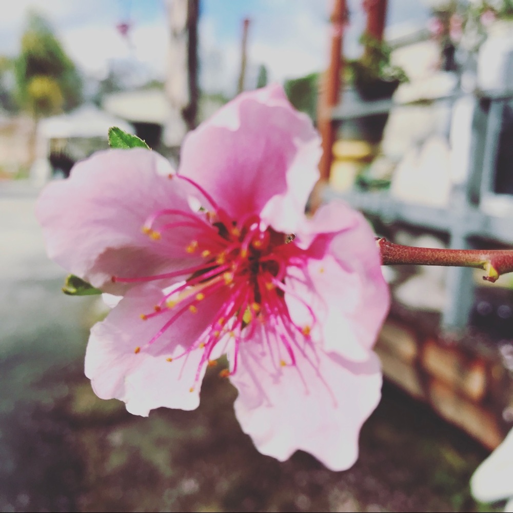 Meet your Posher, Chiara